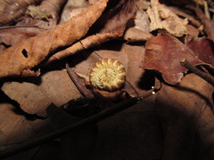 Semionellus placidus