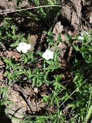 Mandevilla hypoleuca