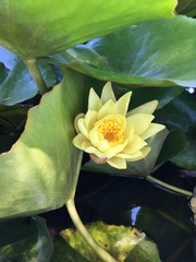 Nymphaea mexicana
