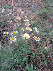 Erigeron galeottii
