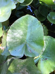 Nymphaea mexicana