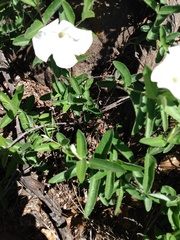 Mandevilla hypoleuca