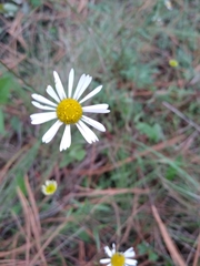 Erigeron galeottii