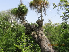Beaucarnea