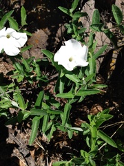 Mandevilla hypoleuca