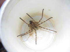 Eusparassus walckenaeri