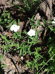 Mandevilla hypoleuca