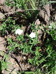 Mandevilla hypoleuca
