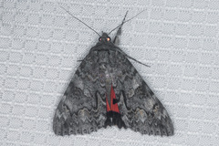 Catocala californica