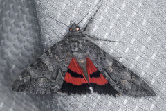 Catocala californica