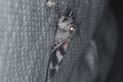 Catocala californica
