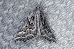 Plataea californiaria