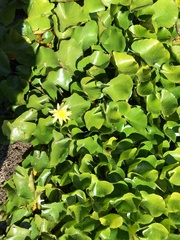 Nymphaea mexicana