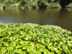 Nymphaea mexicana