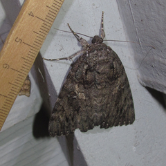 Catocala umbrosa