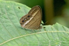 Yphthimoides maepius