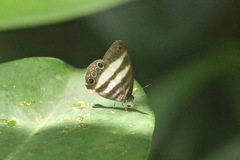 Pareuptychia hesionides