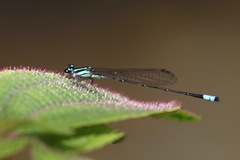 Acanthagrion trilobatum