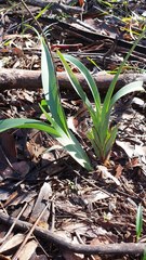 Dianella caerulea cinerascens