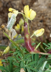 Neolasioptera lupini