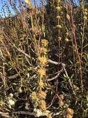 Salvia mellifera