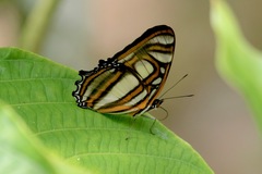 Metamorpha elissa