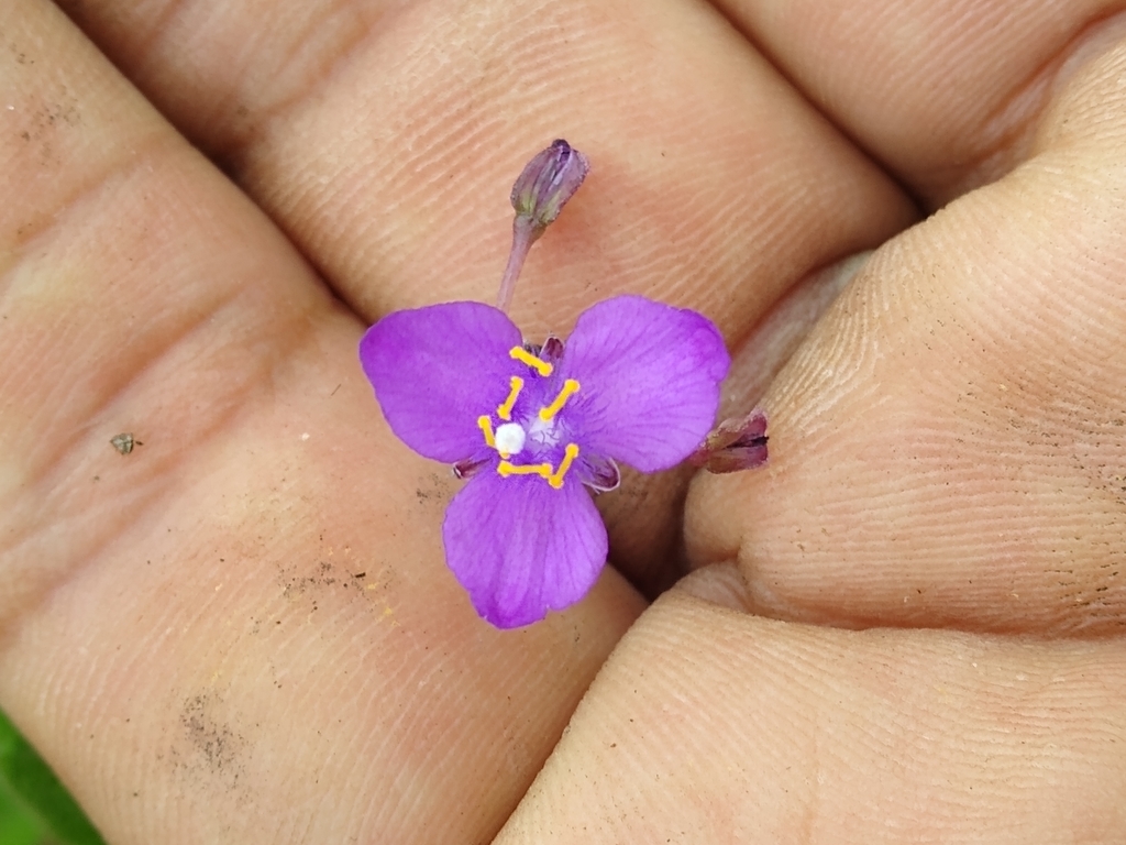 Gibasis matudae