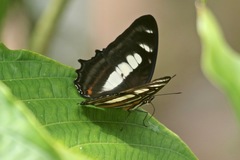 Metamorpha elissa