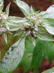 Pycnanthemum albescens