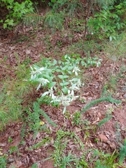 Pycnanthemum albescens