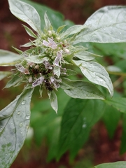 Pycnanthemum albescens