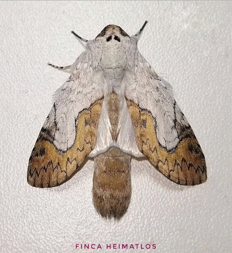 Ginaldia causia