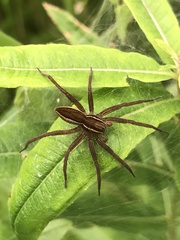 Dolomedes striatus