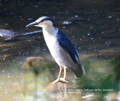 Nycticorax nycticorax