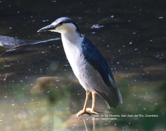 Nycticorax nycticorax