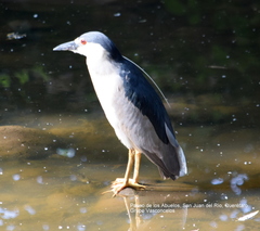 Nycticorax nycticorax