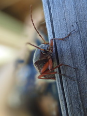 Androchirus erythropus