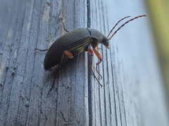 Androchirus erythropus