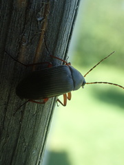 Androchirus erythropus