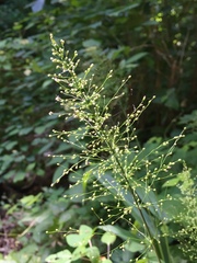 Dichanthelium polyanthes