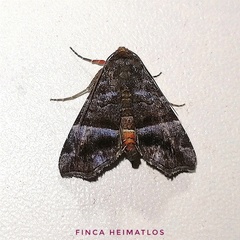 Cecharismena