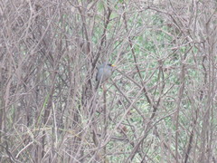 Xenospingus concolor