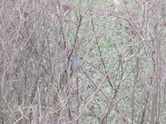 Xenospingus concolor