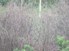 Xenospingus concolor