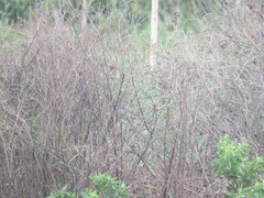 Xenospingus concolor