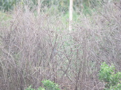 Xenospingus concolor