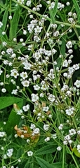 Gypsophila paniculata