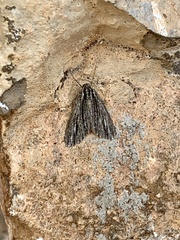 Carphoides incopriarius