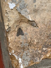 Carphoides incopriarius