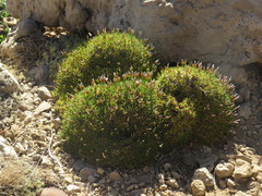 Acantholimon ulicinum